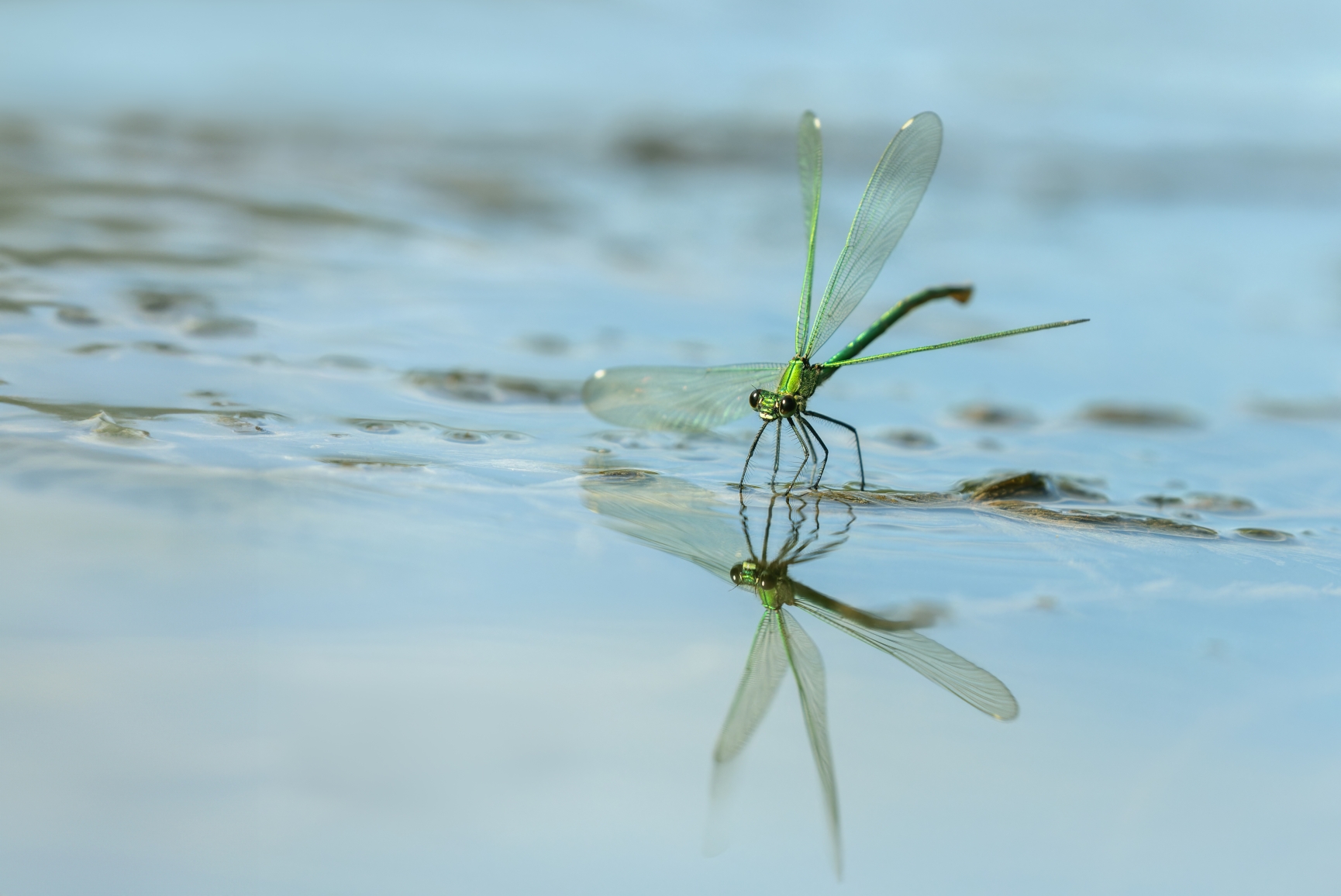 Die gebänderte Prachtlibelle legt ihre Eier an Wasserpflanzen ab. Foto: Andreas Gehrig/Flussparadies Franken e. V.